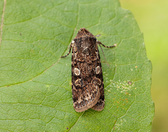 73.313 BF2081 White-line Dart Euxoa tritici