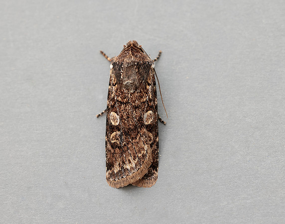73.313 BF2081 White-line Dart Euxoa tritici