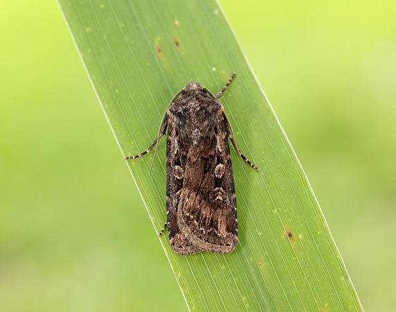 73.313 BF2081 White-line Dart Euxoa tritici