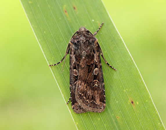 73.313 BF2081 White-line Dart Euxoa tritici