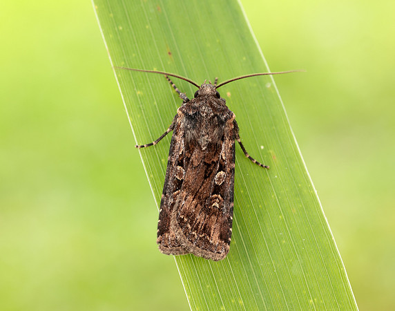 73.313 BF2081 White-line Dart Euxoa tritici