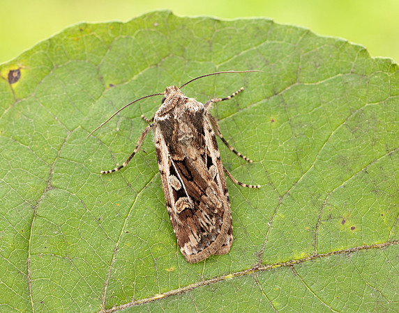 73.313 BF2081 White-line Dart Euxoa tritici