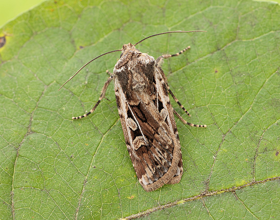 73.313 BF2081 White-line Dart Euxoa tritici