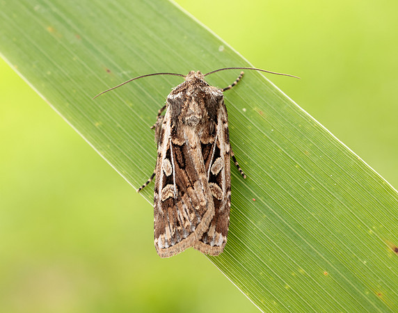 73.313 BF2081 White-line Dart Euxoa tritici