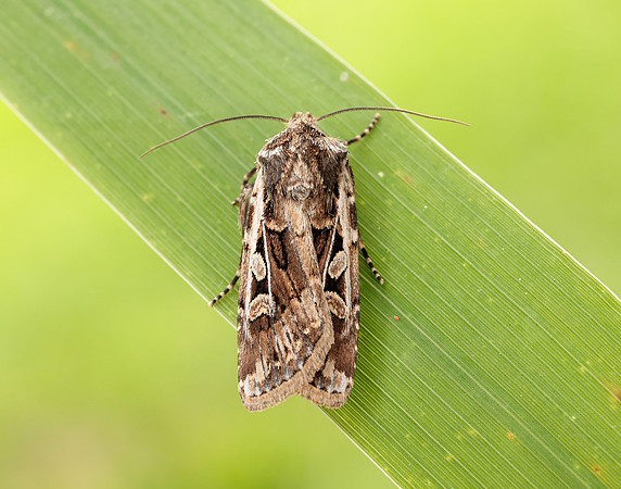 73.313 BF2081 White-line Dart Euxoa tritici