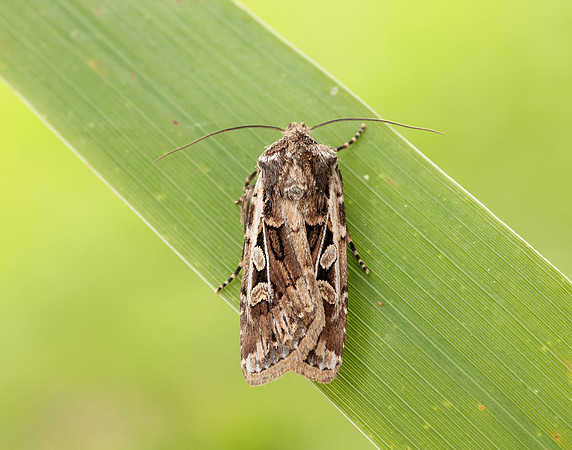 73.313 BF2081 White-line Dart Euxoa tritici