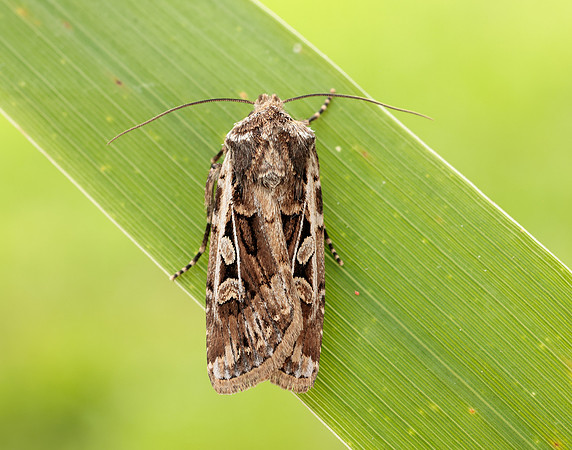 73.313 BF2081 White-line Dart Euxoa tritici