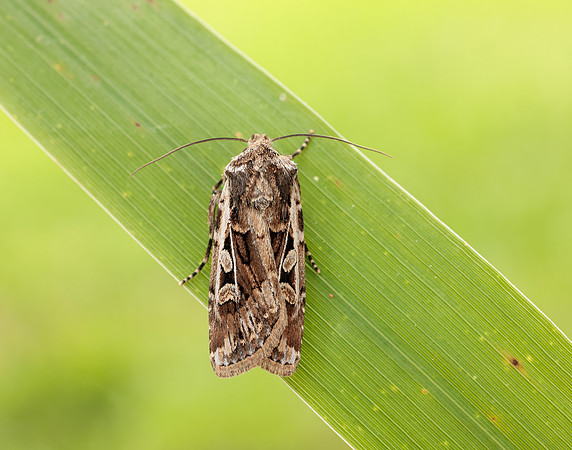 73.313 BF2081 White-line Dart Euxoa tritici