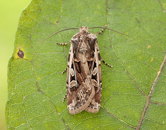 73.313 BF2081 White-line Dart Euxoa tritici