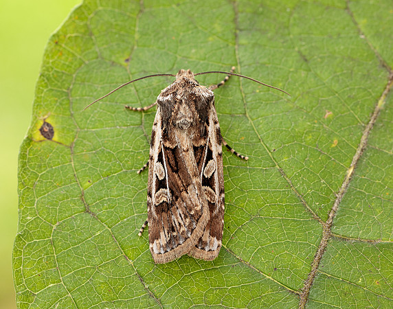 73.313 BF2081 White-line Dart Euxoa tritici