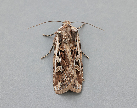 73.313 BF2081 White-line Dart Euxoa tritici