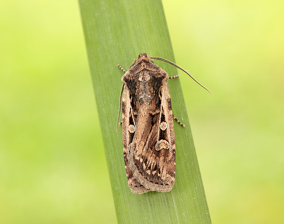 73.313 BF2081 White-line Dart Euxoa tritici
