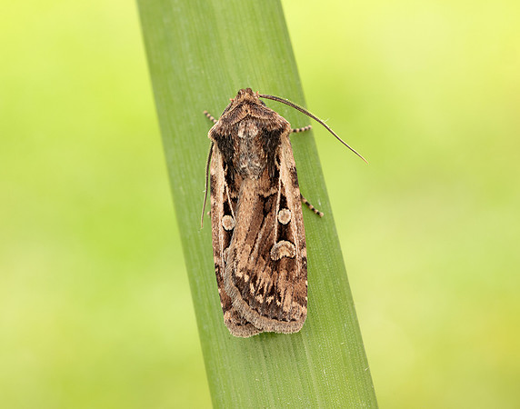 73.313 BF2081 White-line Dart Euxoa tritici