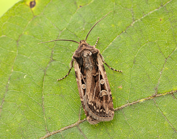 73.313 BF2081 White-line Dart Euxoa tritici