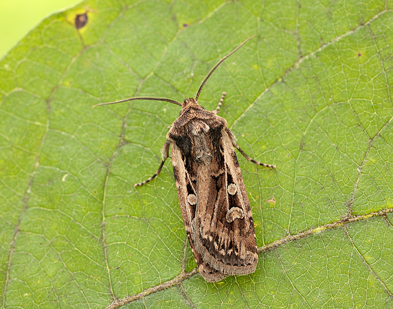 73.313 BF2081 White-line Dart Euxoa tritici