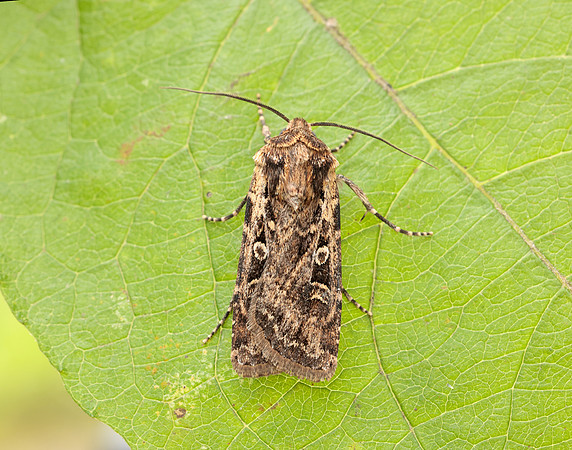 73.313 BF2081 White-line Dart Euxoa tritici