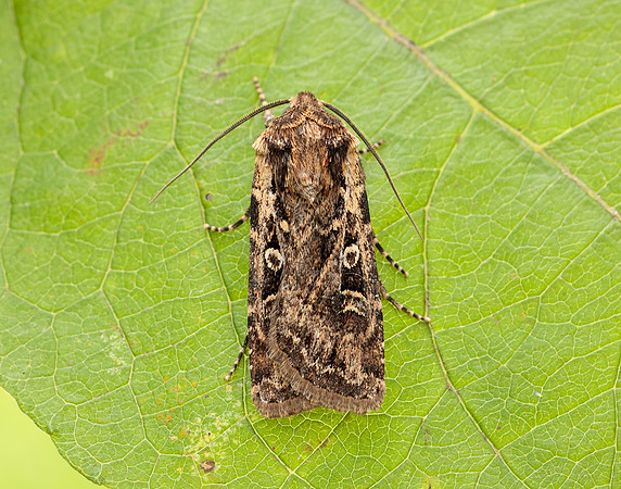 73.313 BF2081 White-line Dart Euxoa tritici