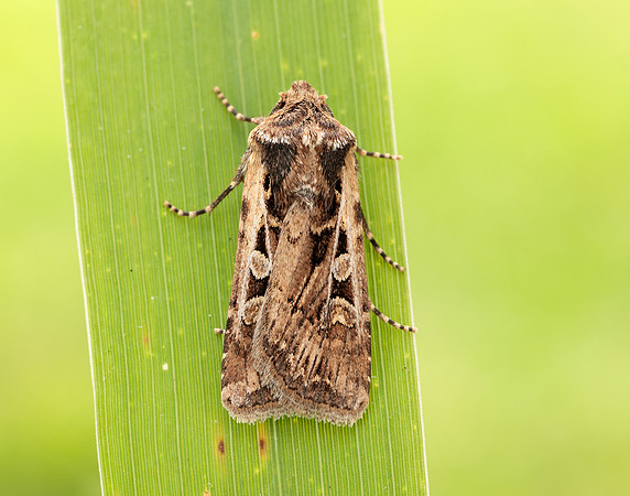 73.313 BF2081 White-line Dart Euxoa tritici