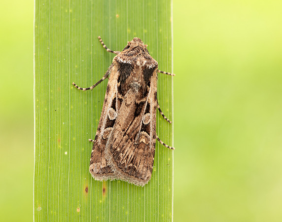 73.313 BF2081 White-line Dart Euxoa tritici