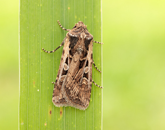 73.313 BF2081 White-line Dart Euxoa tritici