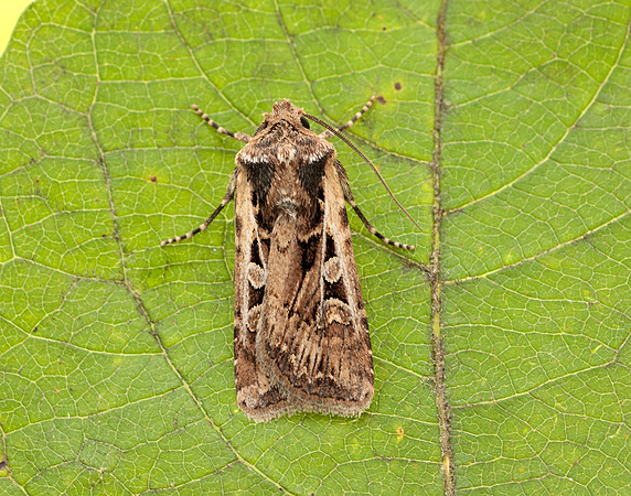 73.313 BF2081 White-line Dart Euxoa tritici