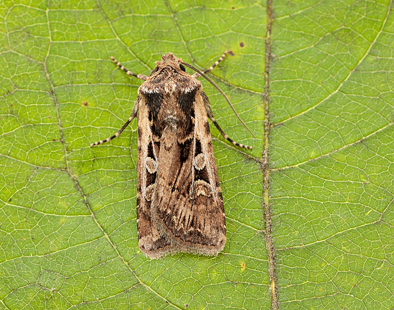 73.313 BF2081 White-line Dart Euxoa tritici