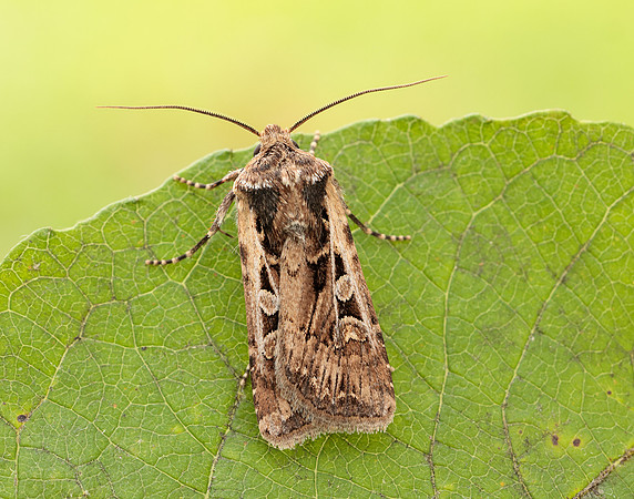 73.313 BF2081 White-line Dart Euxoa tritici
