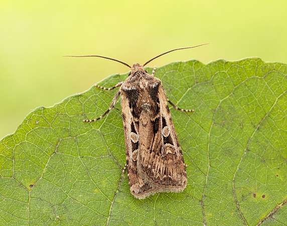 73.313 BF2081 White-line Dart Euxoa tritici