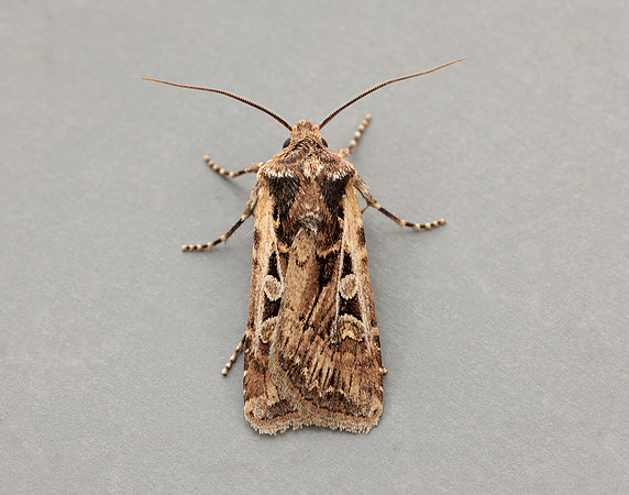 73.313 BF2081 White-line Dart Euxoa tritici