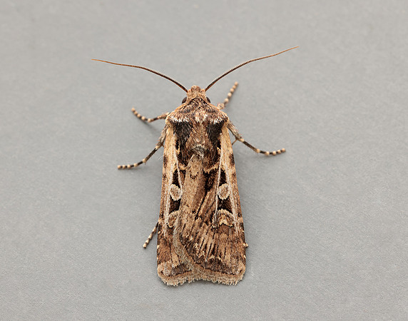 73.313 BF2081 White-line Dart Euxoa tritici