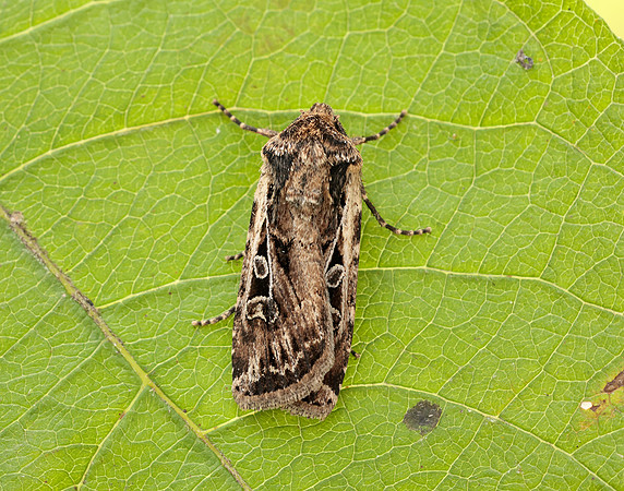 73.313 BF2081 White-line Dart Euxoa tritici
