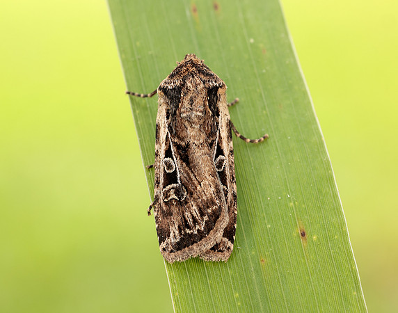 73.313 BF2081 White-line Dart Euxoa tritici