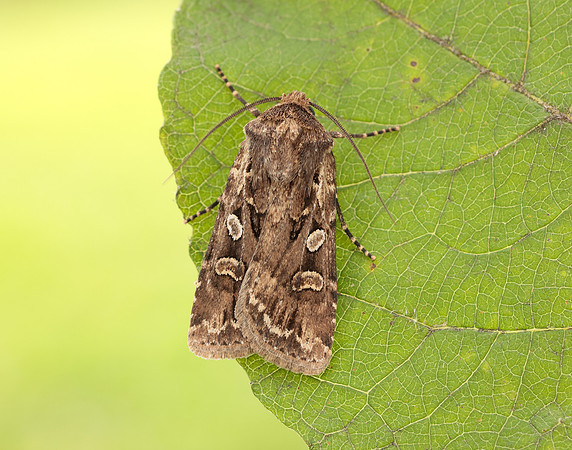 73.313 BF2081 White-line Dart Euxoa tritici