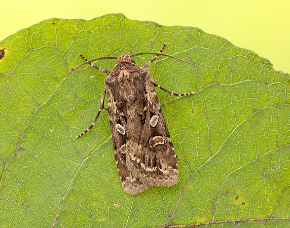 73.313 BF2081 White-line Dart Euxoa tritici