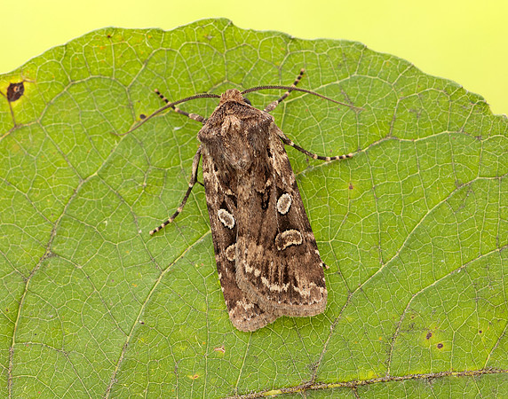 73.313 BF2081 White-line Dart Euxoa tritici