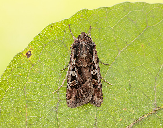 73.313 BF2081 White-line Dart Euxoa tritici