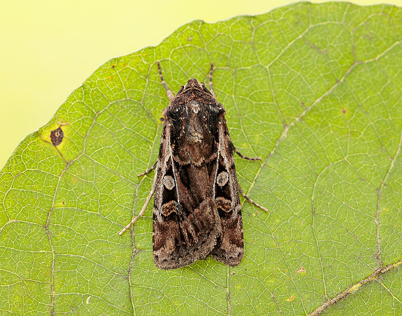 73.313 BF2081 White-line Dart Euxoa tritici