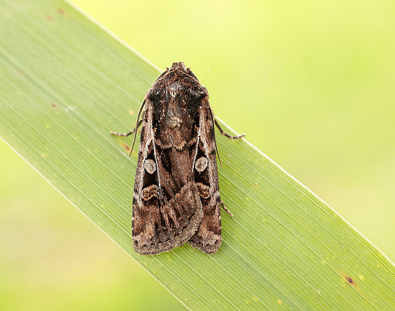 73.313 BF2081 White-line Dart Euxoa tritici