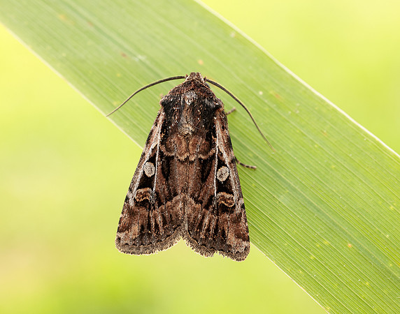 73.313 BF2081 White-line Dart Euxoa tritici