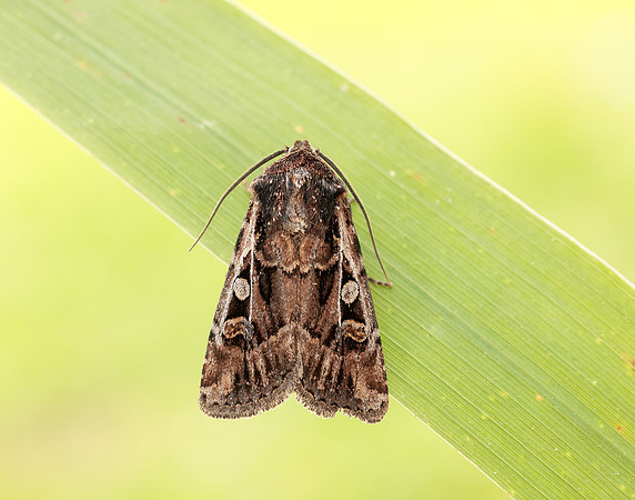 73.313 BF2081 White-line Dart Euxoa tritici