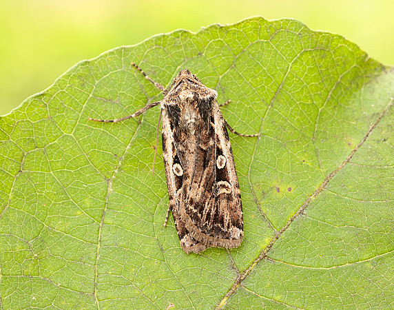 73.313 BF2081 White-line Dart Euxoa tritici