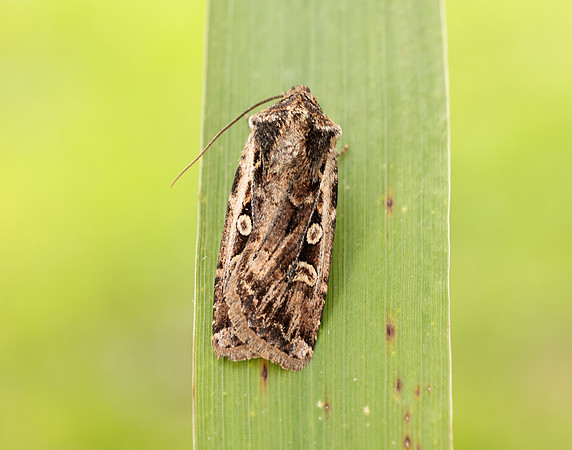 73.313 BF2081 White-line Dart Euxoa tritici