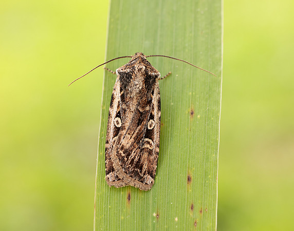 73.313 BF2081 White-line Dart Euxoa tritici
