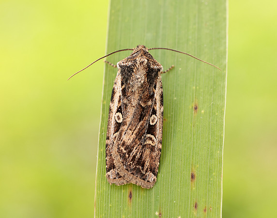 73.313 BF2081 White-line Dart Euxoa tritici