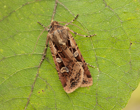 73.313 BF2081 White-line Dart Euxoa tritici