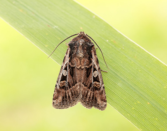 73.313 BF2081 White-line Dart Euxoa tritici