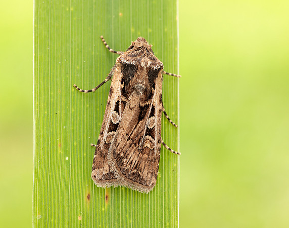 73.313 BF2081 White-line Dart Euxoa tritici