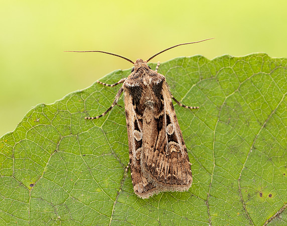 73.313 BF2081 White-line Dart Euxoa tritici