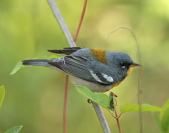 Northern Parula