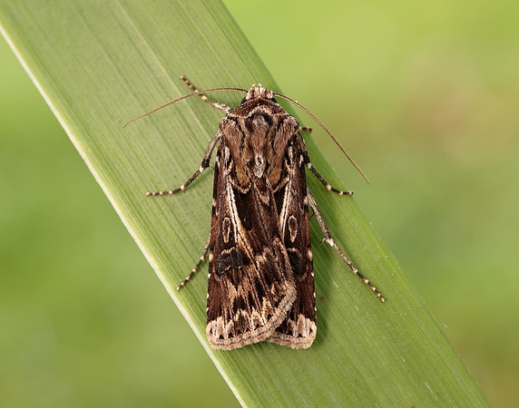73.322 BF2085 Archer's Dart Agrotis vestigialis